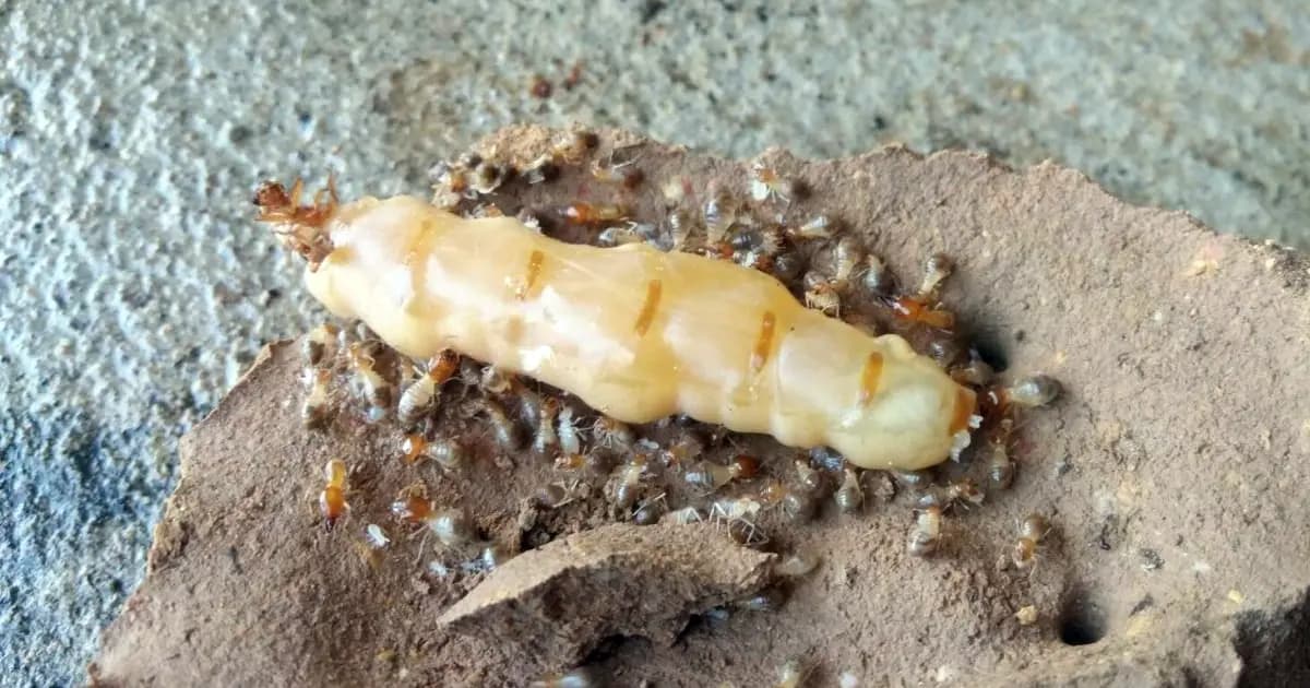 สาเหตุปลวกขึ้นบ้านและวิธีกำจัดปลวกอย่างมีประสิทธิภาพ