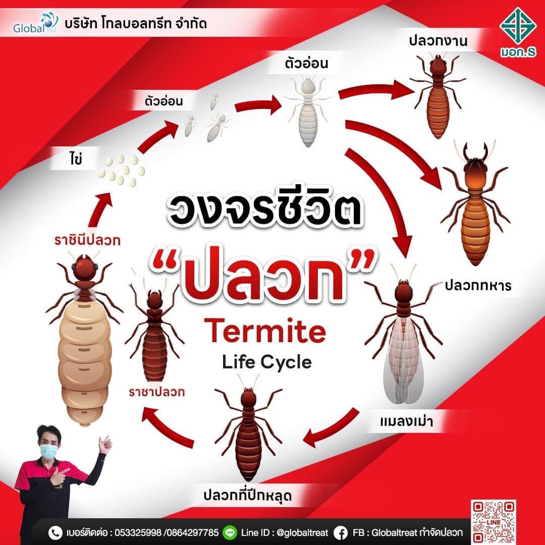 วงจรชีวิตปลวก (Termite Life Cycle)