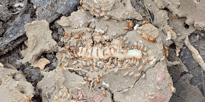 น้ำท่วมแล้วปลวกตายไหม ?