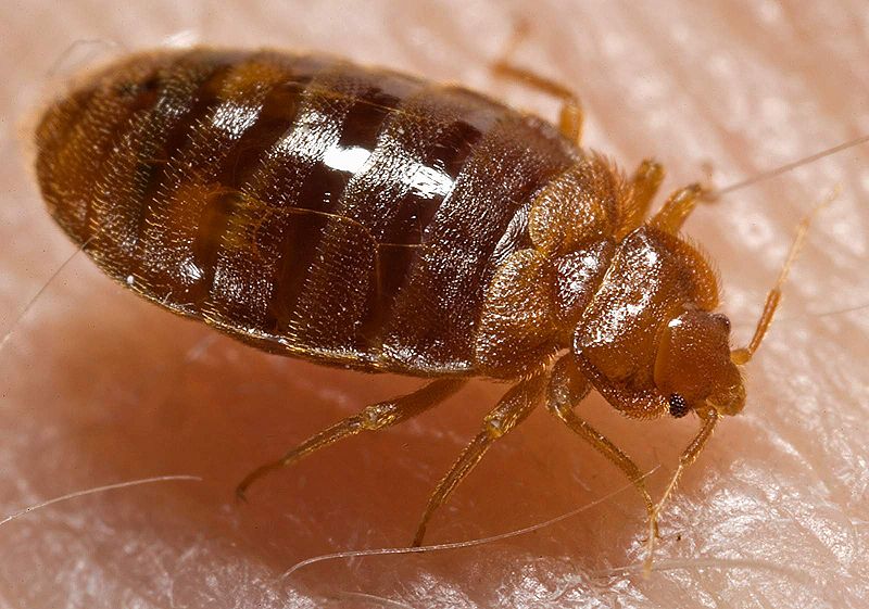 ตัวเรือด Bed Bug