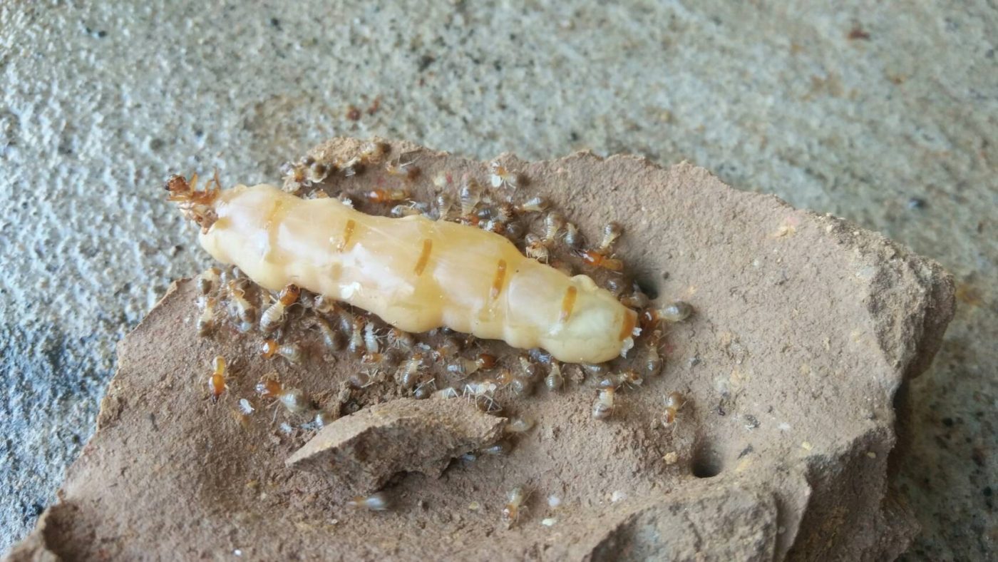 ปลวกใต้ดิน Subterranean Termites
